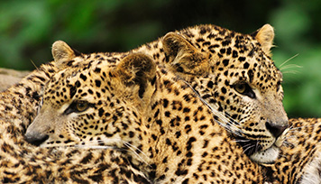 Yala National Park